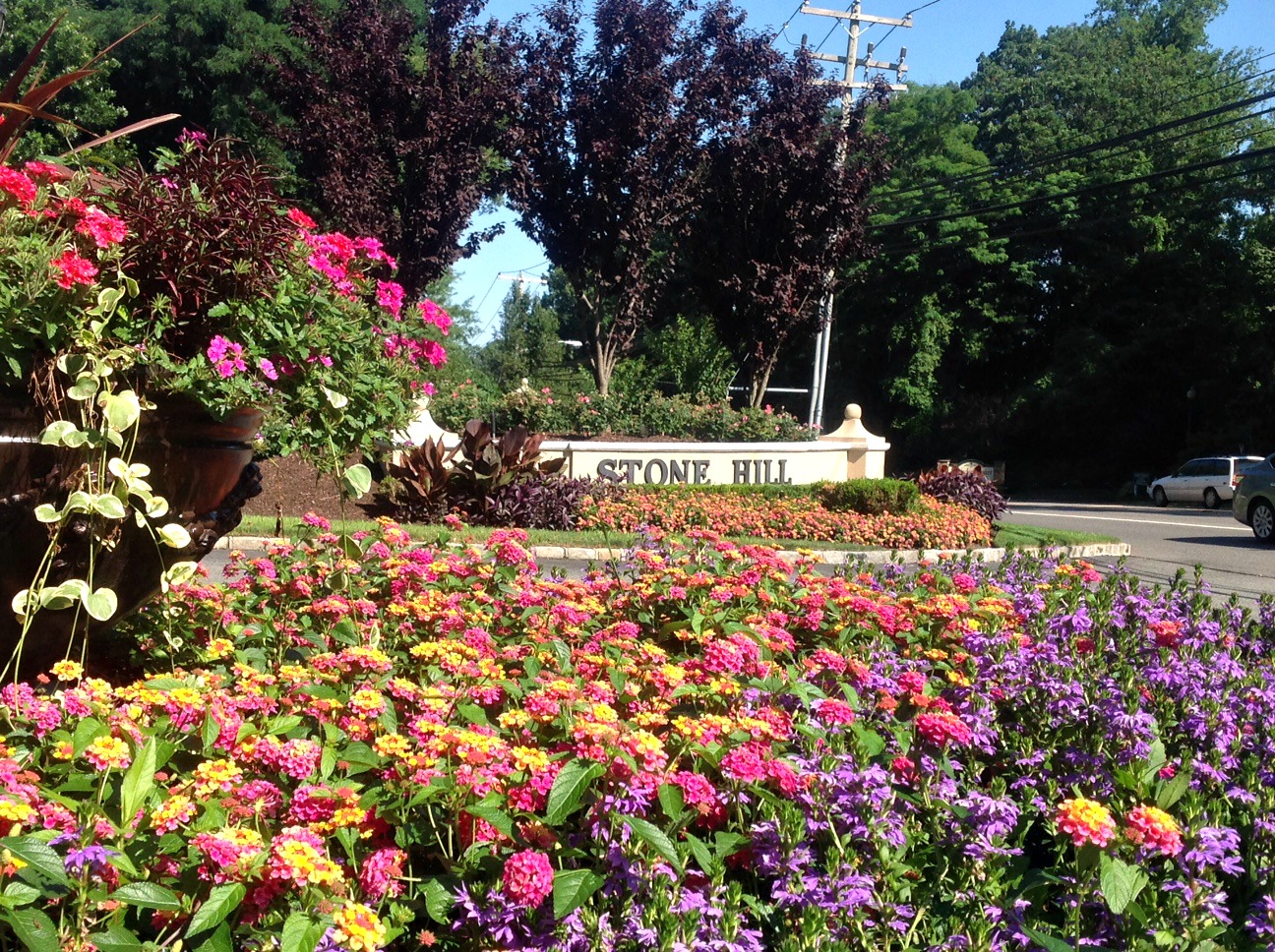 Lantanas drought-tolerant plant